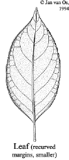 Trigmacr-leaf.gif (18481 bytes)
