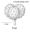 Dimoaust-fruit.gif (44716 bytes)