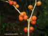 Aporaure-Fruit-Photo1.jpg (56837 bytes)