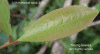 Austniti-photo-leaf.gif (254253 bytes)