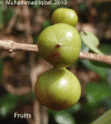 Austniti-photofruit.gif (252545 bytes)