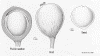 Balaluzo-fruit.gif (151537 bytes)