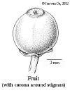 Breycoro-fruit.gif (16905 bytes)