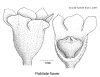 Breydisc-female.gif (67969 bytes)