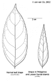 Breylanc-leaf.gif (54588 bytes)