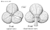 Claolong-fruit.gif (51084 bytes)