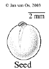 Claolong-seed.gif (5251 bytes)