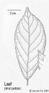 Cleibrev-leaf.gif (38707 bytes)