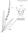 Crotfluv-habit.gif (90857 bytes)