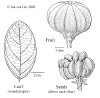 Gloclitt-leaffruit.gif (37014 bytes)