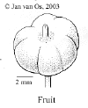 Glocrubr-fruit.gif (9359 bytes)