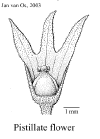 Hevebras-female.gif (15971 bytes)