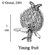 Mallhisp-fruit.gif (13305 bytes)