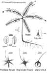 Phylhuam-drawing.jpg (123015 bytes)