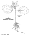 Ricicomm-seedling.gif (28461 bytes)