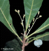 Agrogaud-ph.gif (210835 bytes)