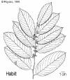 Bridglau-habit.gif (51652 bytes)