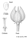 Chortric-fruit.gif (30813 bytes)