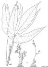 macabecc-habit.gif (124113 bytes)