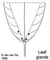 Mallleuc-leaf.gif (7508 bytes)