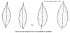 Mallpelt-leaf.gif (44896 bytes)