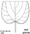 Mallpube-leaf.gif (9214 bytes)
