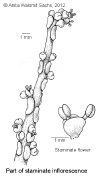 Sapiglan-male.gif (42922 bytes)