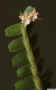 Agrostophyllum_elongatumAS_MG_2878.jpg (62694 bytes)