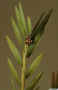 Agrostophyllum_majusAS__MG_3108.jpg (89374 bytes)