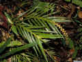 Agrostophyllum_mucronatumAS_98-243.jpg (217251 bytes)