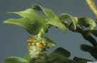 Appendicula_congesta_980019_AS99-344.jpg (81007 bytes)