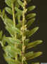 Appendicula_reflexaAS_IMG_0594.JPG (127335 bytes)