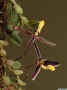 Bulbophyllum_alkmaarenseAS_MG_1345.JPG (103979 bytes)
