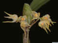 Bulbophyllum_brevipesAS_MG_3019.JPG (90235 bytes)