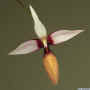 Bulbophyllum_caloglossumAS_MG_2535.jpg (62582 bytes)