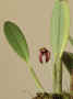 Bulbophyllum_lorentzianumAS_MG_1077.JPG (92071 bytes)