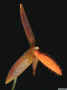Bulbophyllum_pyroglossumAS_MG_1302.JPG (87889 bytes)