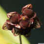 Bulbophyllum_rubiferum_980028_AS00-38.jpg (86879 bytes)