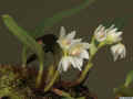 Bulbophyllum_santosiiAS_MG_2540.jpg (107219 bytes)