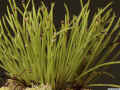 Ceratostylis_platychilaAS_MG_0919.JPG (155202 bytes)