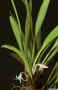 Ceratostylis_radiataAS_MG_1282.JPG (102142 bytes)