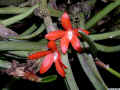 Ceratostylis_retisquamaED_ESCN4430.jpg (557920 bytes)