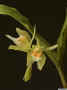 Coelogyne_carinataAS_MG_0766.JPG (81671 bytes)