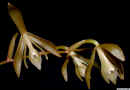 Coelogyne_plicatissimaED_DSCN4096.JPG (351151 bytes)