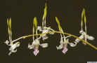 Dendrobium_antennatumAS_IMG_0585.JPG (76729 bytes)