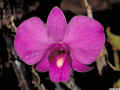 Dendrobium_bigibbum_po.jpg (148266 bytes)