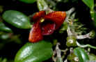 Dendrobium_bulbophylloidesED_ESCN7510.jpg (454731 bytes)