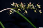 Dendrobium_caudiculatumED_ESCN5094.jpg (541542 bytes)