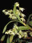 Dendrobium_compactum_po.jpg (127983 bytes)