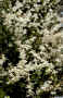 Dendrobium_crumenatum_po_DX550b.jpg (183507 bytes)